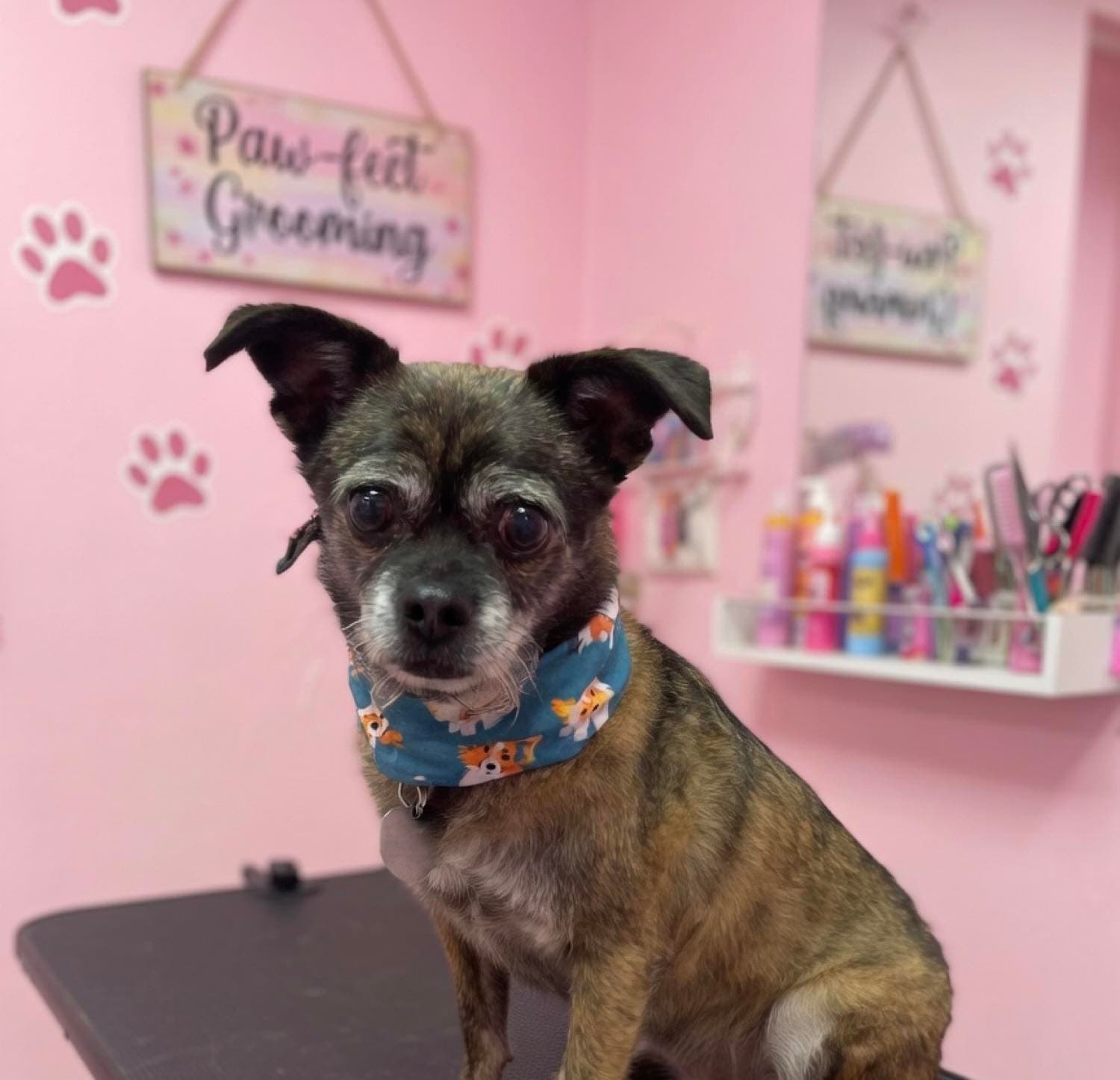Freshly groomed dog with bandanna on grooming table at The Paw Queen salon in Boulder City, NV