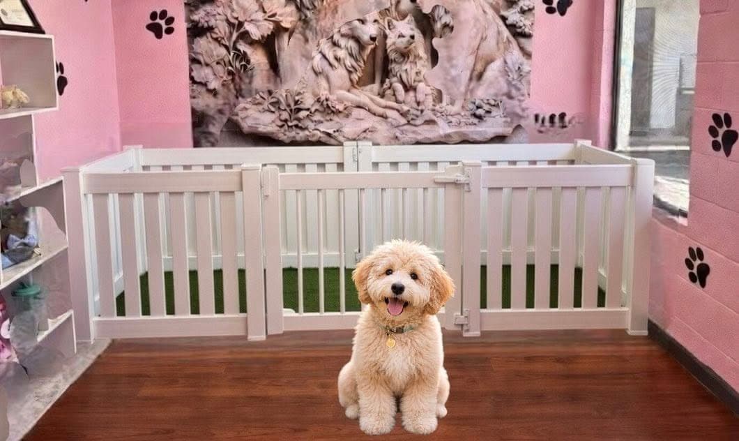 Freshly bathed goldendoodle sitting in The Paw Queen pink grooming salon in Boulder City, NV